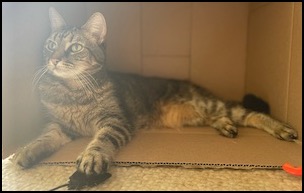 Brown tabby cat lying in a box